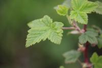 Ribes sanguineum
