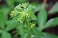 Euphorbia dulcis