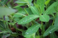 Euphorbia dulcis