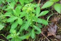 Euphorbia dulcis