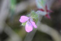 Geranium rotundifolium