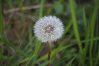 Taraxacum officinale