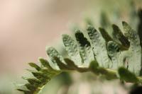 Polypodium vulgare