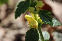 Lamium galeobdolon