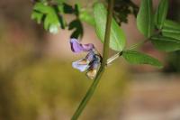 Vicia sepium