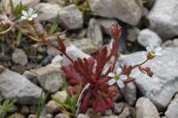 Saxifraga tridactylites