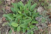 Betonica officinalis
