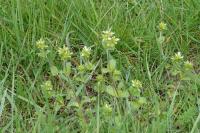 Cerastium glomeratum