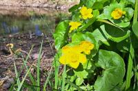 Caltha palustris