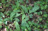 Pulmonaria longifolia