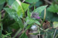 Pulmonaria longifolia