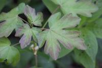Acer campestre