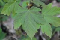 Acer pseudoplatanus