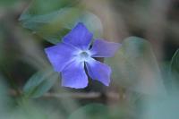 Vinca major