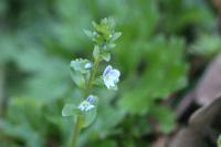 Veronica serpyllifolia