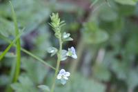 Veronica serpyllifolia