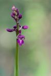 Orchis mascula