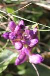 Anacamptis morio