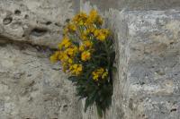 Erysimum cheiri