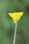 Ranunculus bulbosus