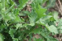 Sisymbrium officinale