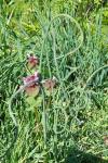 Allium vineale