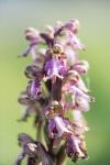 Himantoglossum robertianum