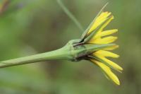 Tragopogon pratensis