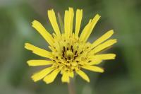 Tragopogon pratensis