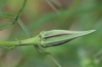 Tragopogon pratensis
