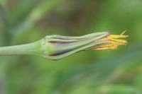 Tragopogon pratensis