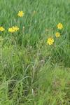 Tragopogon pratensis