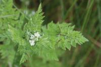 Anthriscus caucalis