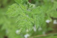 Anthriscus caucalis