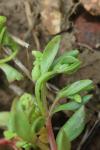 Montia fontana subsp. minor