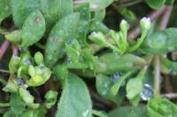 Montia fontana subsp. minor