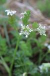 Scandix pecten-veneris