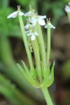 Scandix pecten-veneris