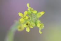 Sisymbrium officinale