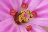 Geranium robertianum