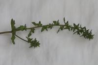 Veronica arvensis