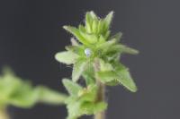Veronica arvensis