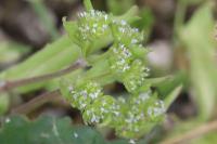 Valerianella locusta