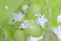 Valerianella locusta