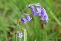 Hyacinthoides non-scripta