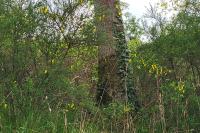 Cytisus scoparius