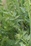 Sisymbrium officinale