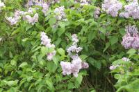 Syringa vulgaris