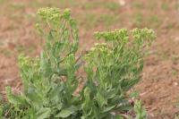 Lepidium draba
