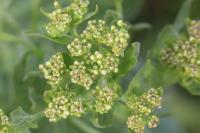 Lepidium draba